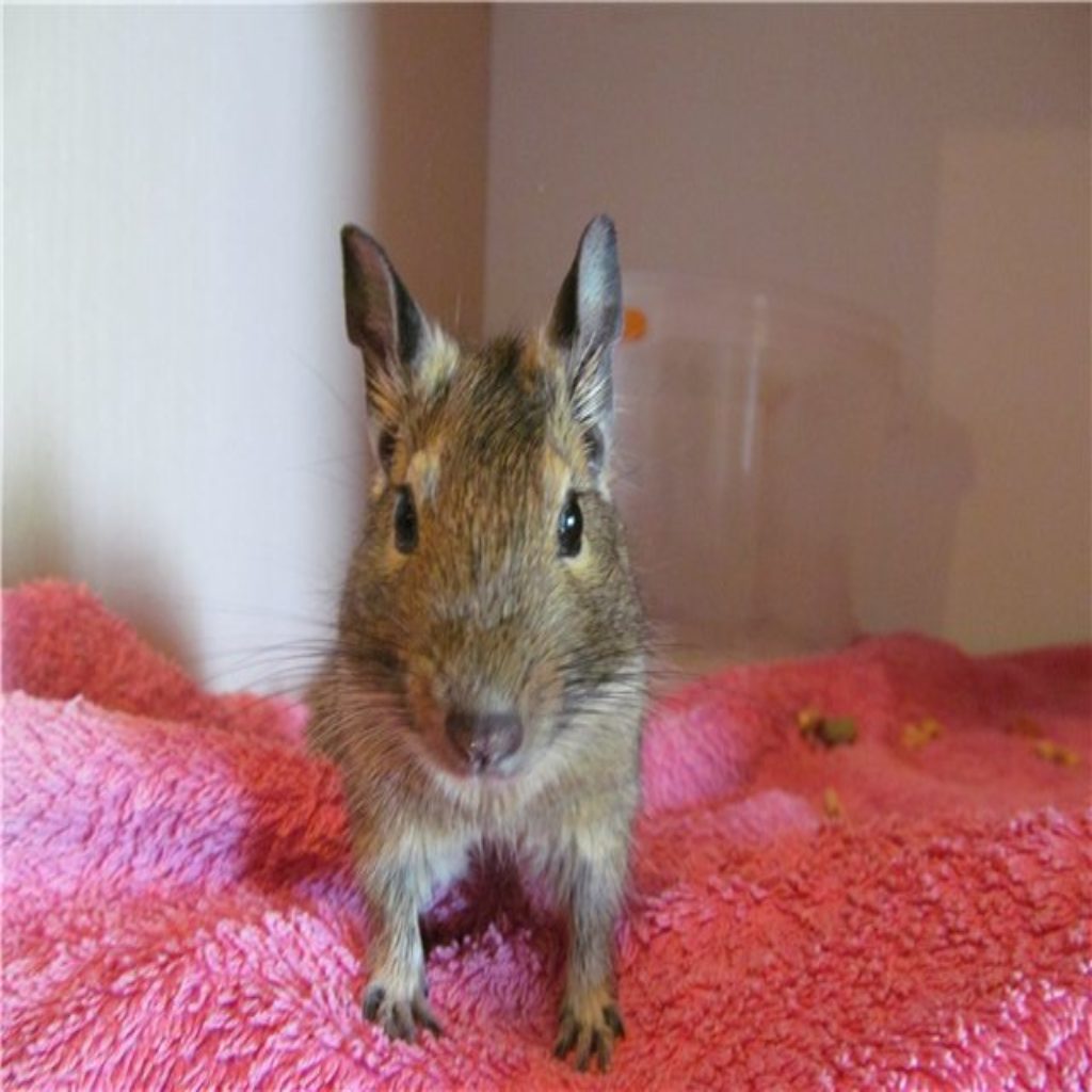 Белки дегу: характеристики и как выглядят домашние грызуны