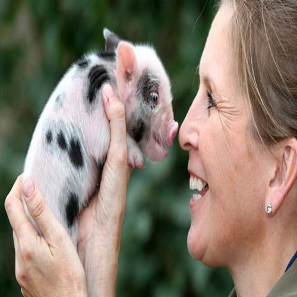 Мини пиги: кто такие, фото и описание питомцев