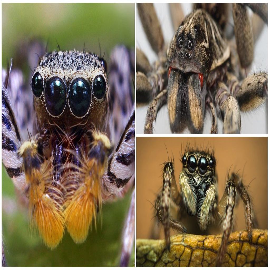 Сколько глаз у паука-птицееда?