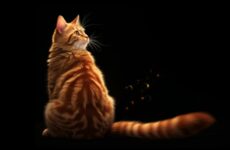 Кошачьи сигналы хвостом, которые позволят лучше понять настроение своего питомца