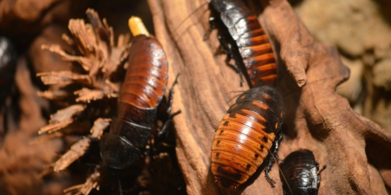 Какие существуют болезни мадагаскарских тараканов?