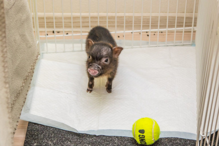 Туалет для той терьера. Приучена или приучина. Лоток для мини пига. Туалет для собак. Горшок унитаз summer infant.