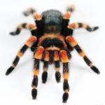 Brachypelma boehmei огненноногий паук птицеед