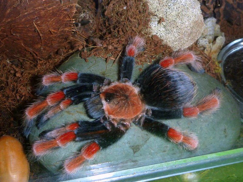 Brachypelma boehmei огненноногий паук птицеед