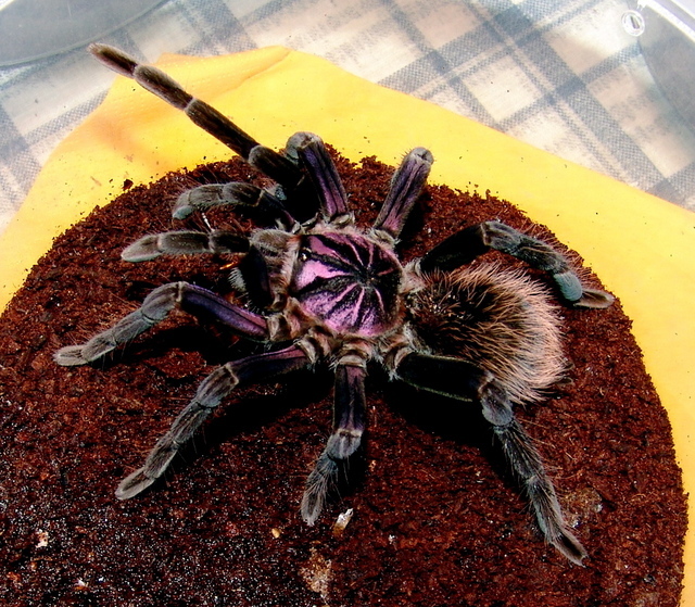Фиолетовый паук-птицеед