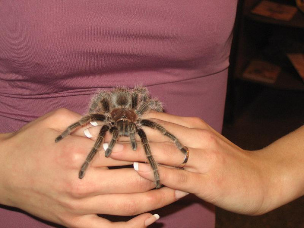 Как правильно взять паука на руки?