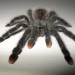 Паук-птицеед avicularia avicularia