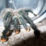 Паук-птицеед avicularia avicularia