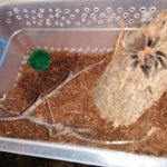 Паук-птицеед Brachypelma Emilia