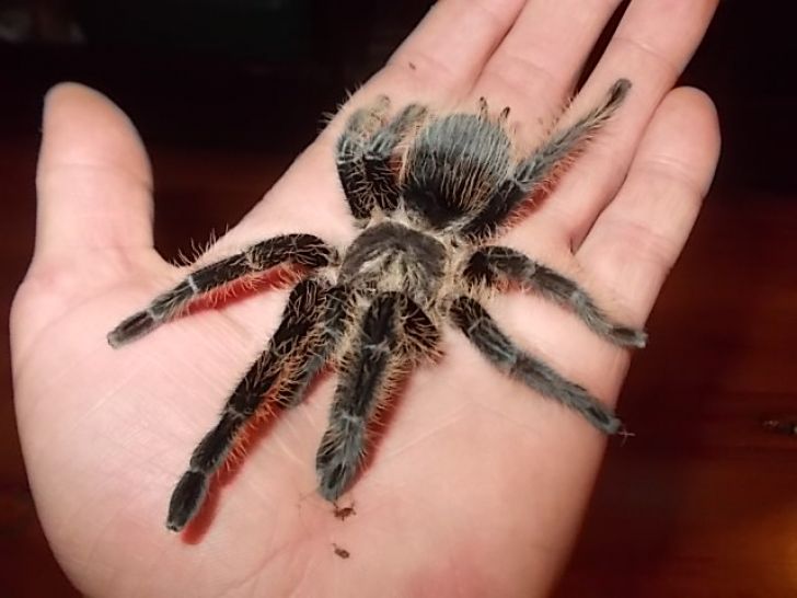 Как правильно взять паука на руки?
