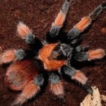 Паук-птицеед Brachypelma Emilia