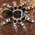 Паук птицеед Acanthoscurria Geniculata