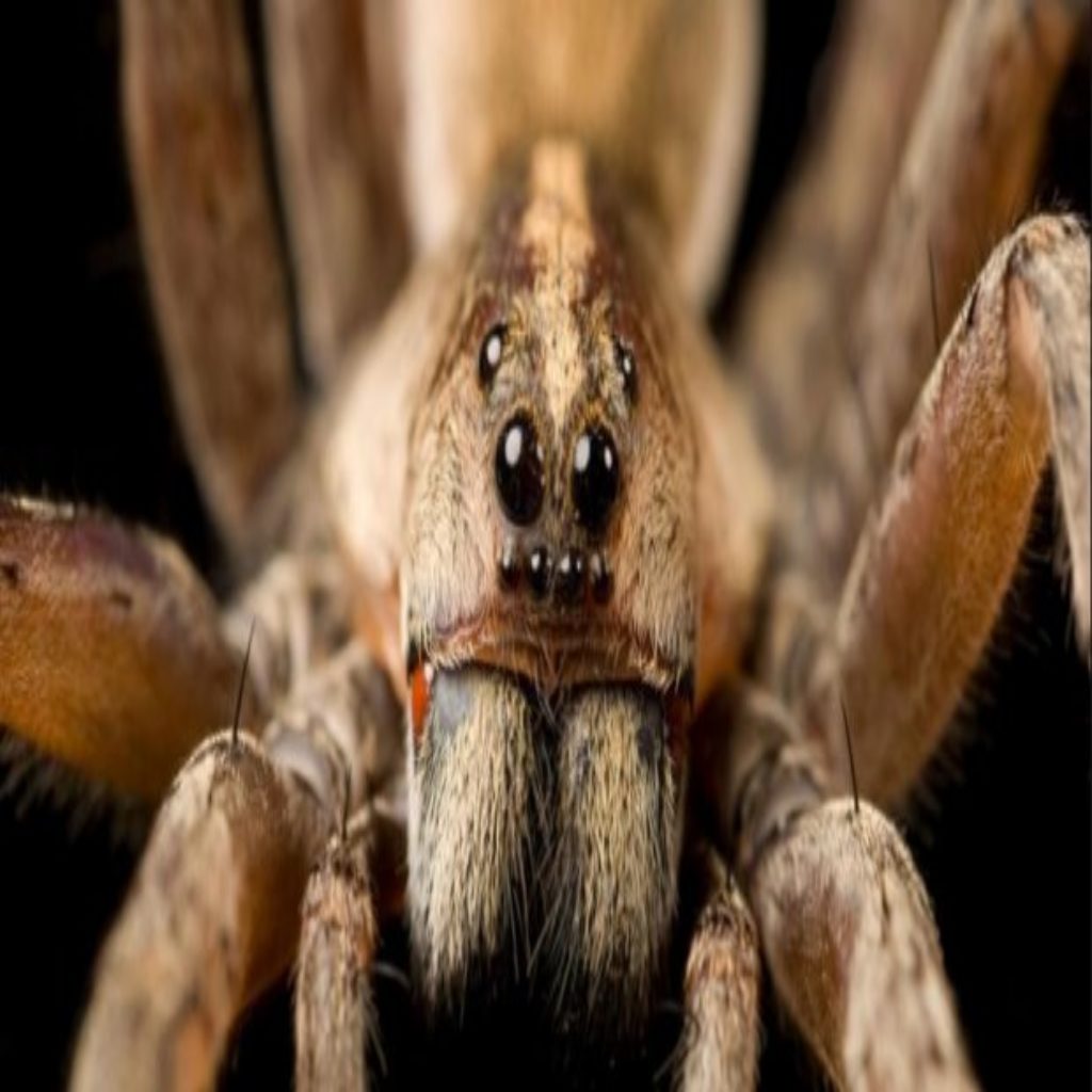 Сколько глаз у паука птицееда