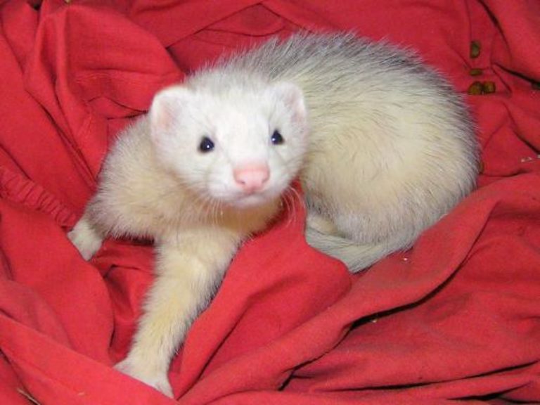 Сколько живут хорьки в домашних условиях - продолжительность жизни и сроки жизни хорьков