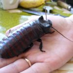 Как определить пол мадагаскарского таракана?