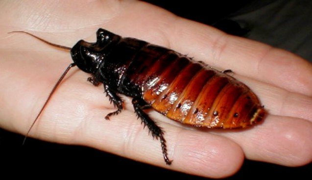 Мадагаскарский таракан