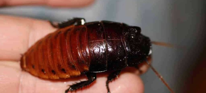 Размножение мадагаскарского таракана