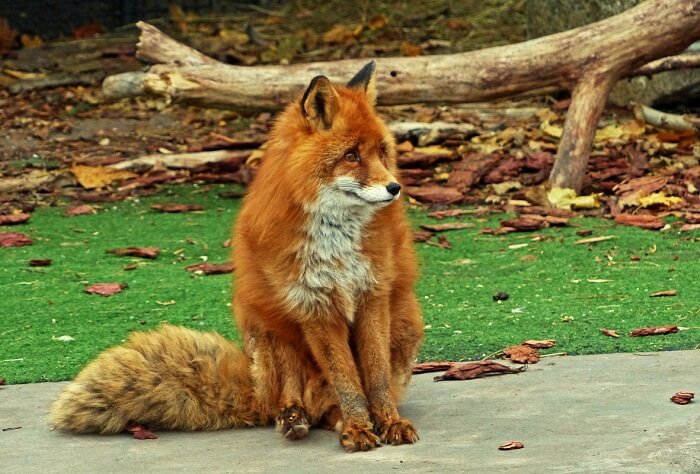 Сколько живут лисы в домашних условиях?