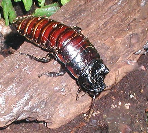 Размножение мадагаскарского таракана