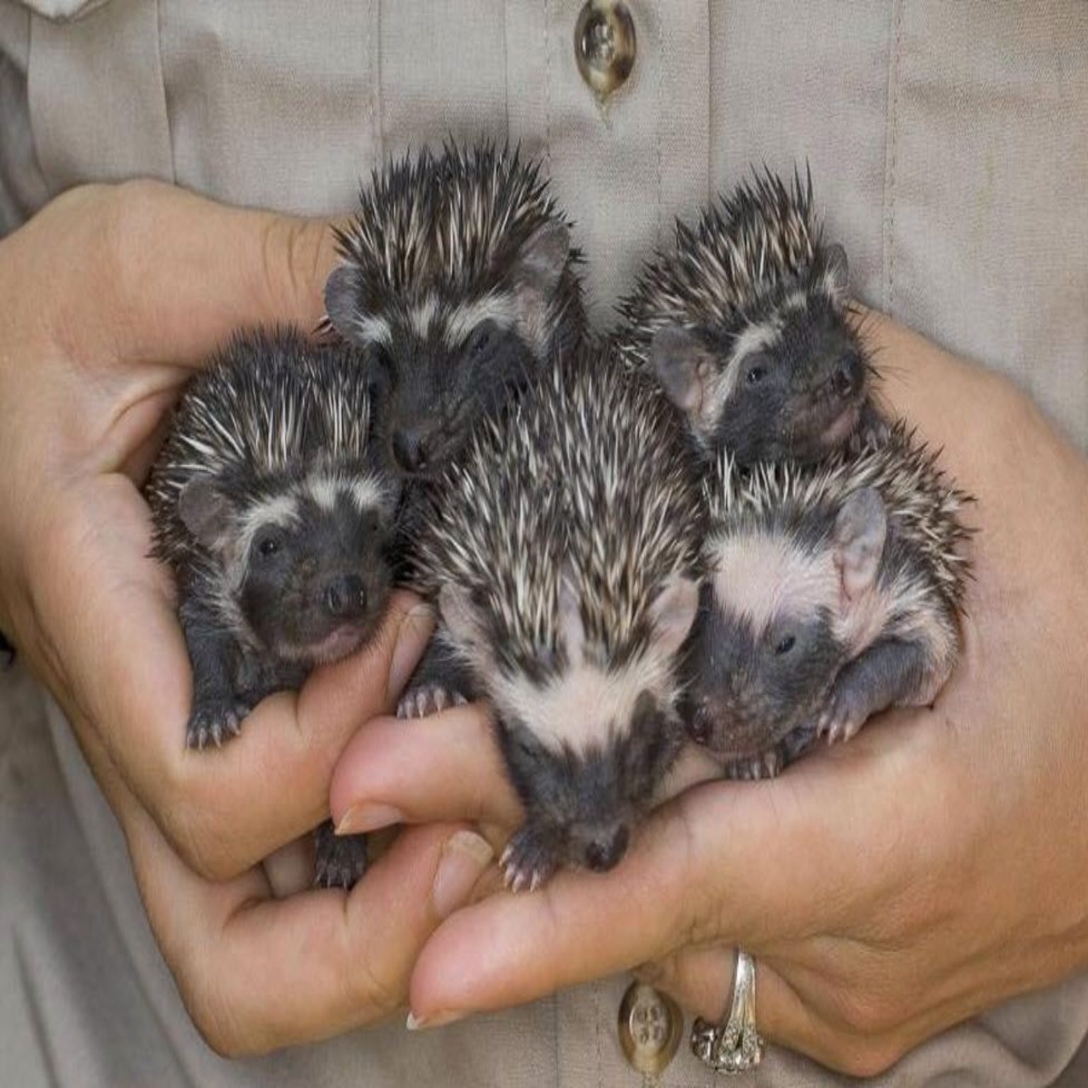 Домашний ёжик: плюсы и минусы содержания