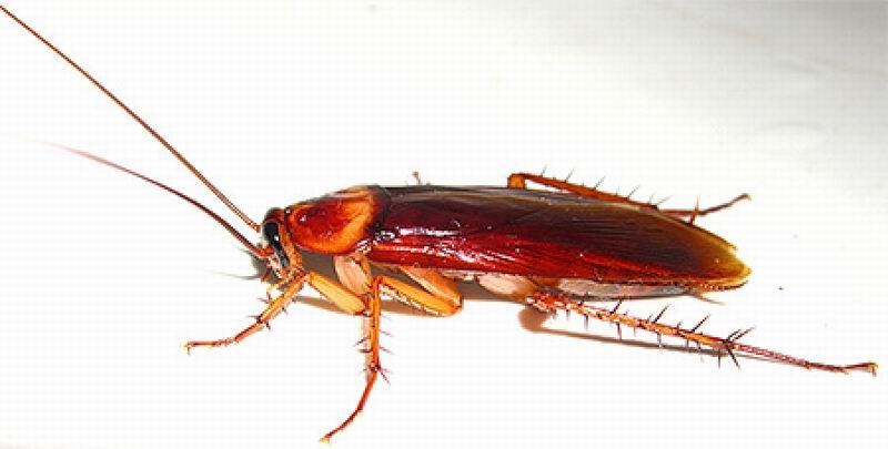 Мадагаскарский таракан против рыжего таракана