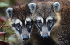 Коати: создание оптимальных условий для питомца и окружающей среды