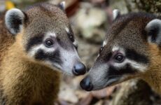 Коати: удивительный мир поведения этих необычных животных