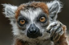 Кошачьи лемуры: удивительный мир маленьких ночных охотников