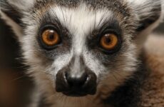 Кошачьи лемуры: особенности содержания, о которых нужно знать каждому любителю экзотики