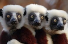Лемуры сифак: особенности социальной структуры удивительных приматов
