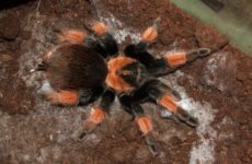 Чем кормить паука-птицееда brachypelma emilia?