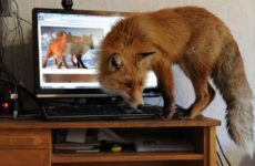 Сколько живут лисы в домашних условиях?
