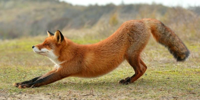 Какие существуют виды домашней лисы?